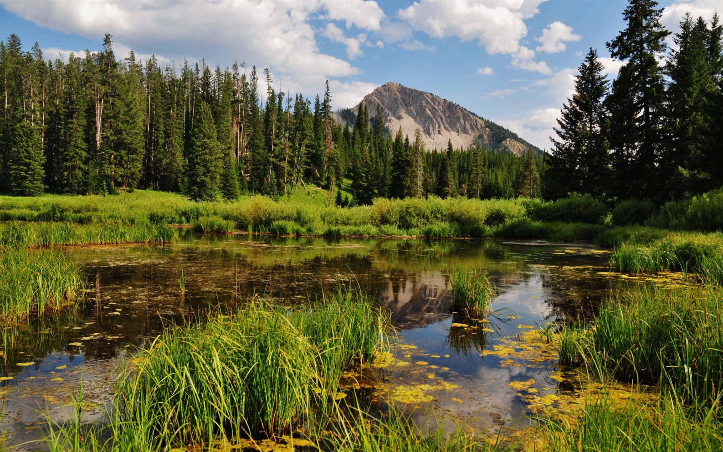 mountain lake, lush green grasses, tall pine trees, Full HD Desktop Wallpaper