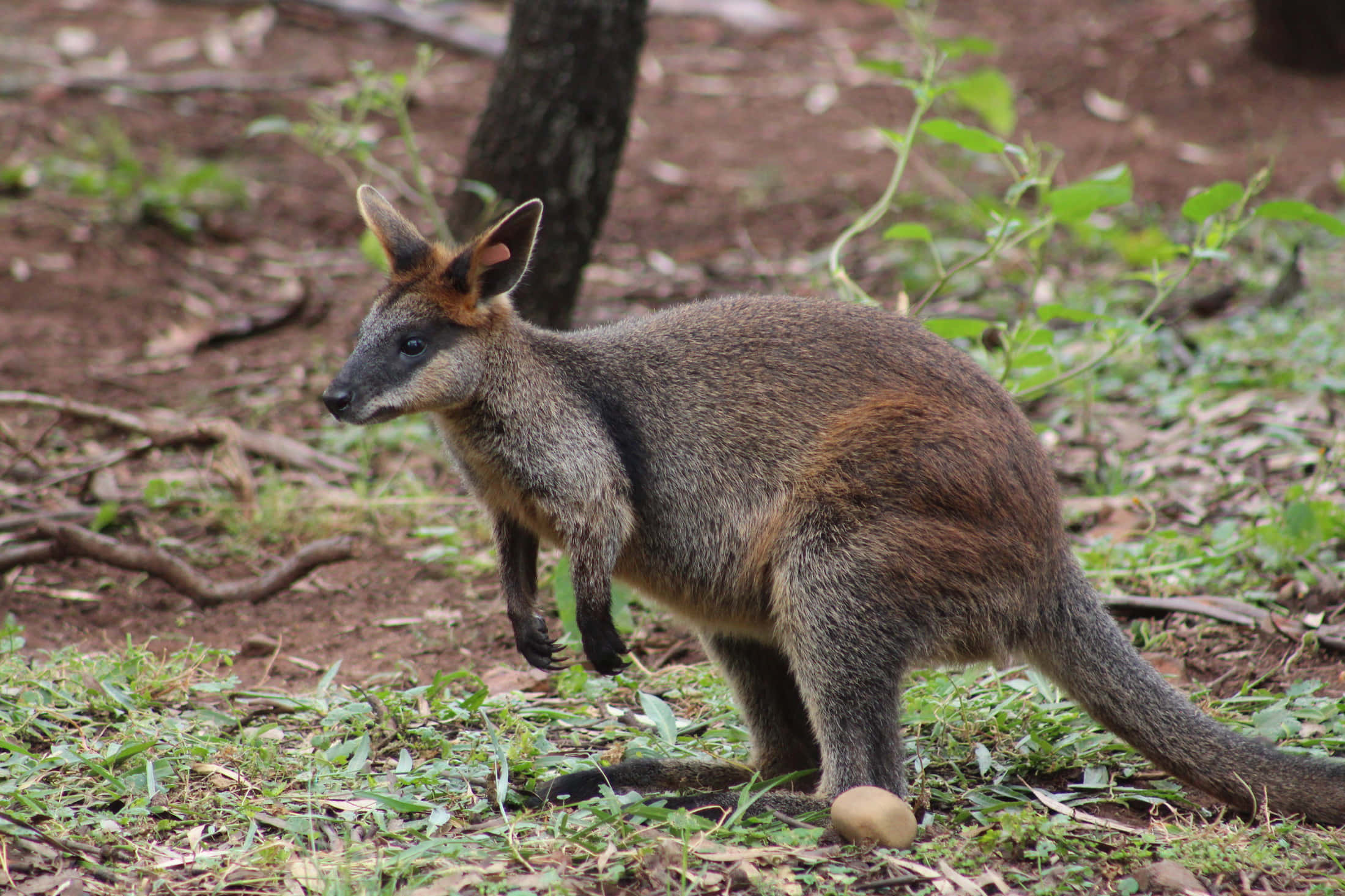 swamp wallaby, natural habitat, sunlit forest clearing, Full HD Desktop Wallpaper