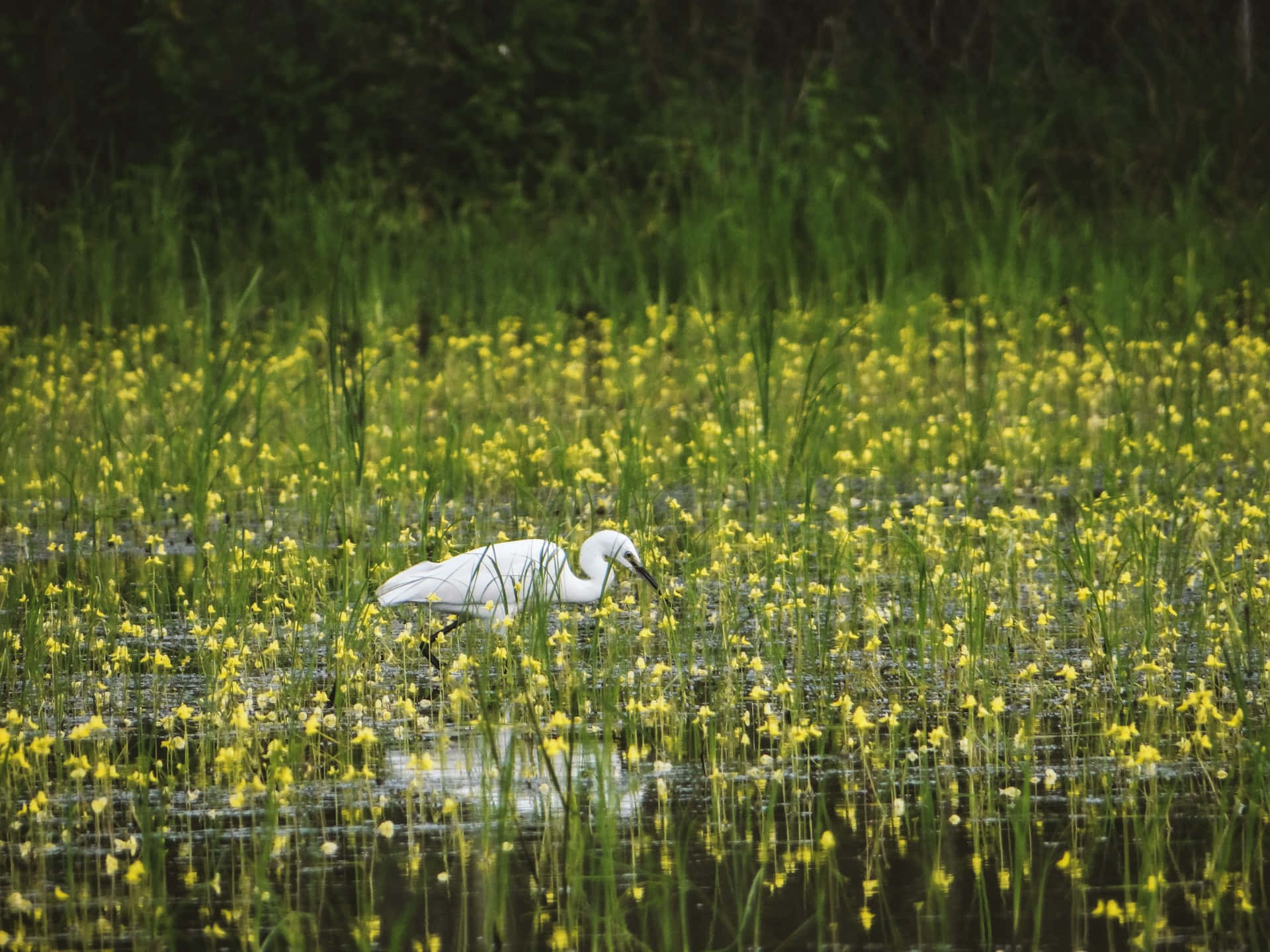 egret, wetland meadow, shallow water, Full HD Desktop Wallpaper