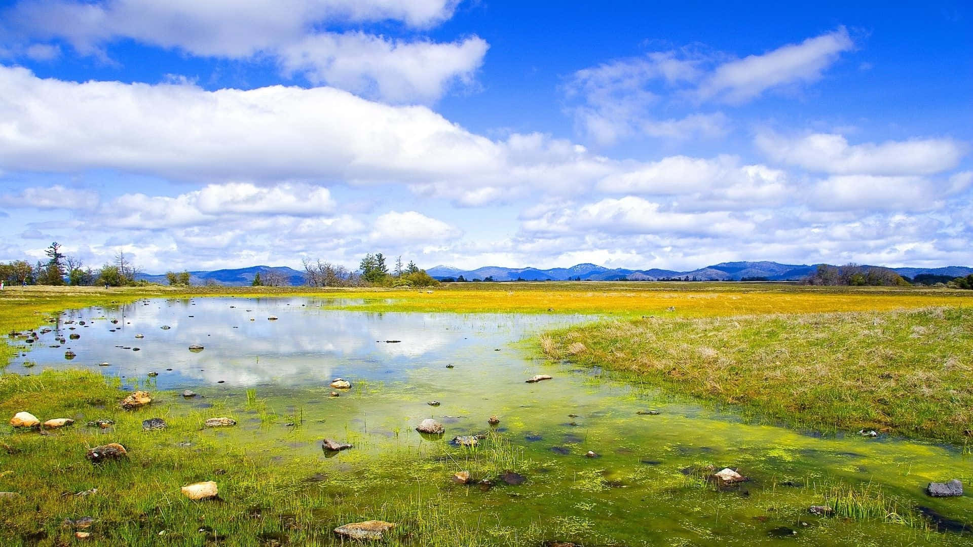 wetland plants, green algae water, bright blue sky, Full HD Desktop Wallpaper