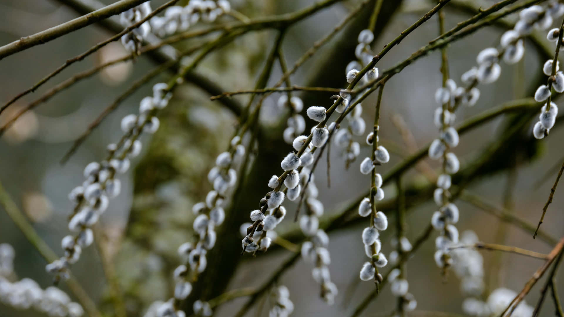 pussy willow branches, frosty white willow catkins, bare brown branches, Full HD Desktop Wallpaper