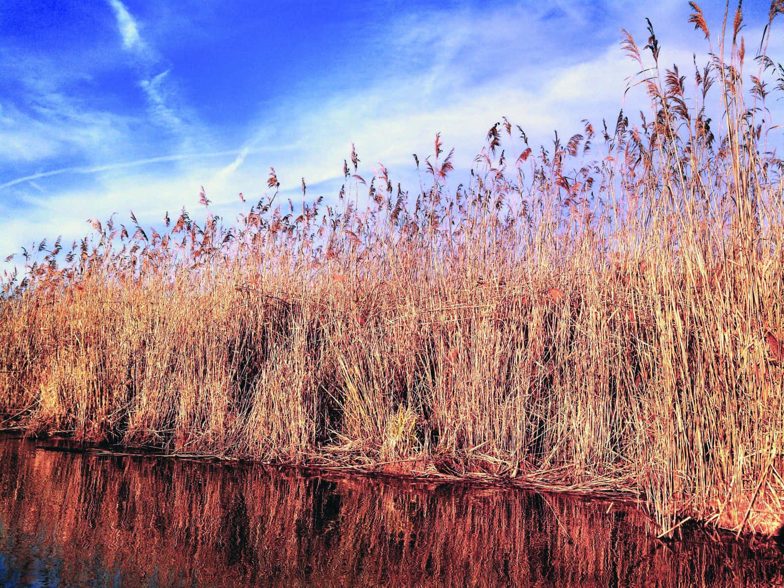 lush wetland plants, sunrise, tall golden reeds, HD Desktop Wallpaper
