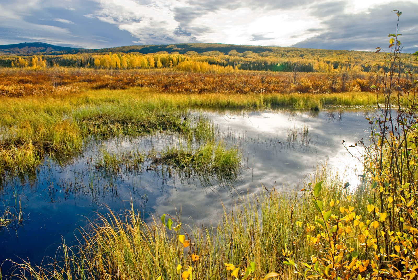 autumn marsh, cloudy sky, golden grasses, HD Desktop Wallpaper