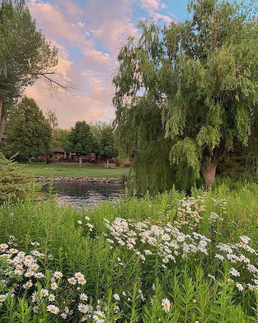 idyllic cottage, pond, weeping willow, SD Phone Wallpaper