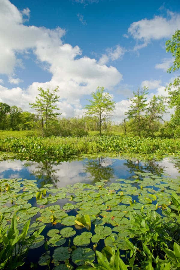 wetland plants, pond, lily pads, SD Phone Wallpaper
