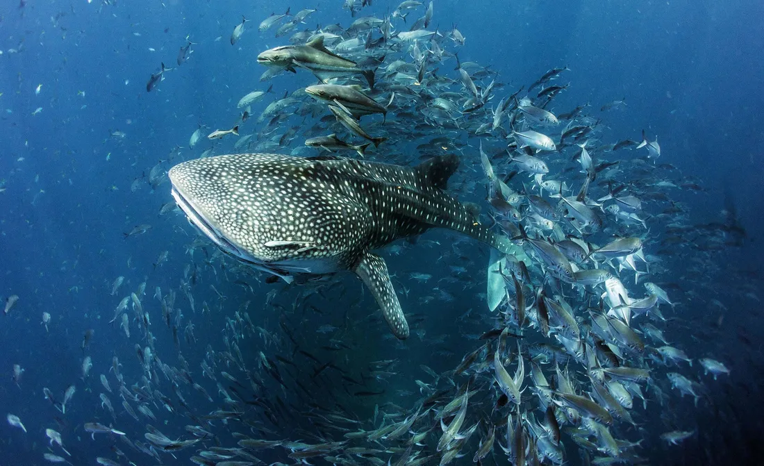 Whale Shark