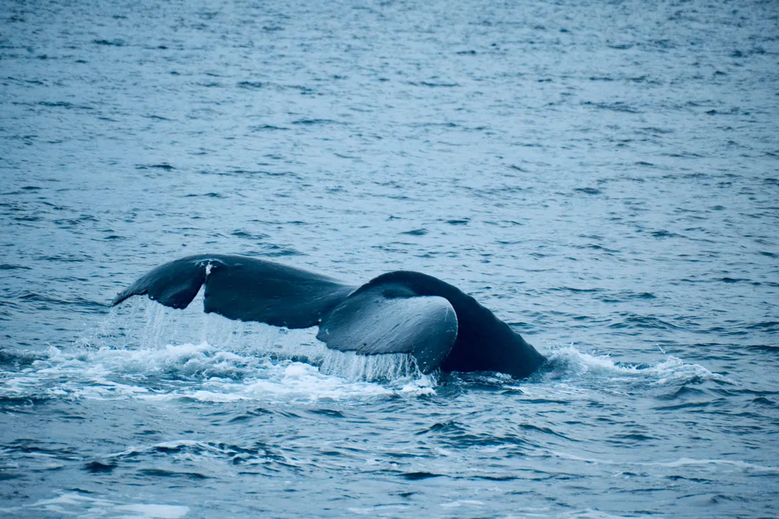 Whale