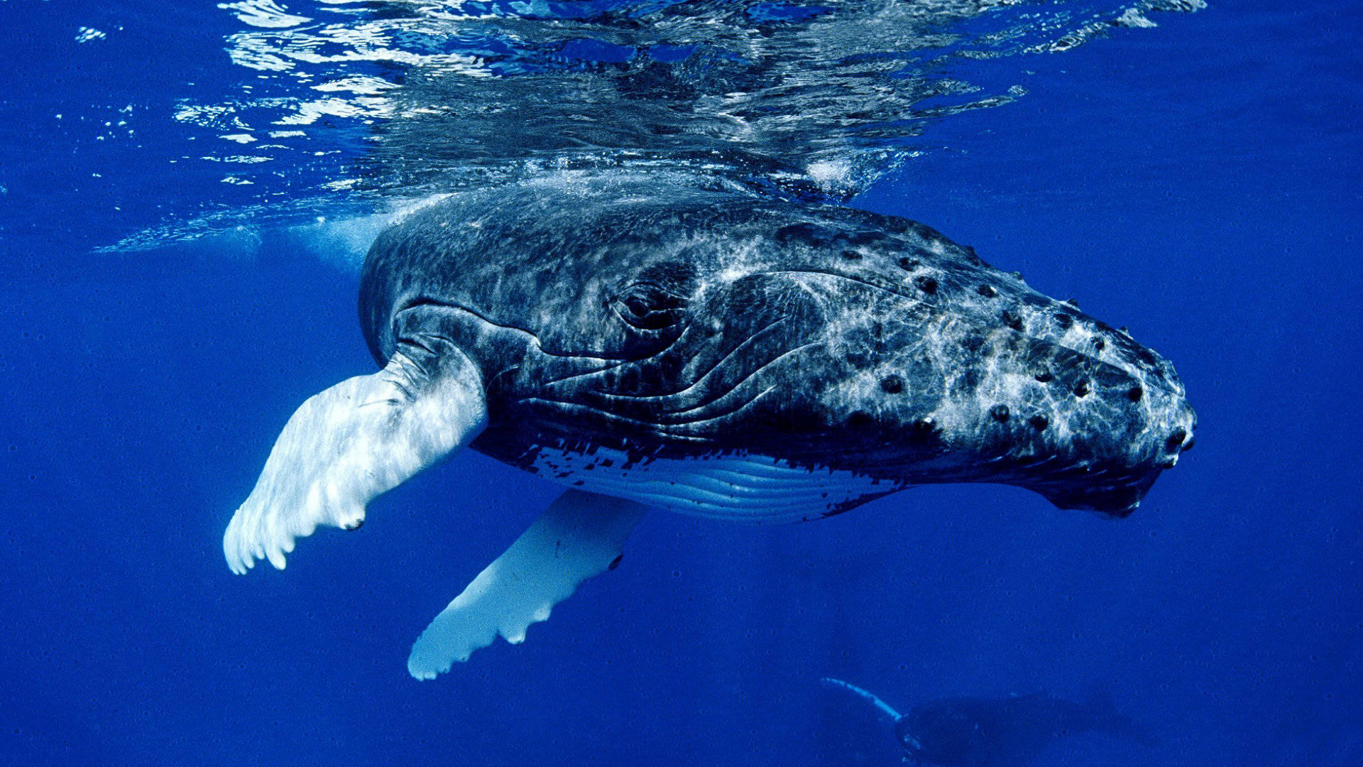 black humpback whale, deep blue ocean waters, sunlight filtering from above, Full HD Desktop Wallpaper