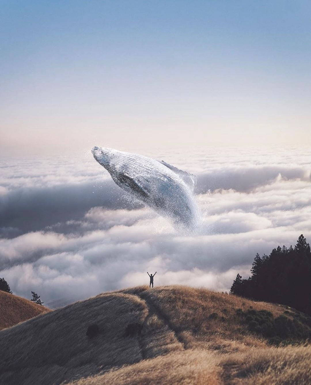 WhatsApp DP, fantasy whale, massive whale, HD Phone Wallpaper