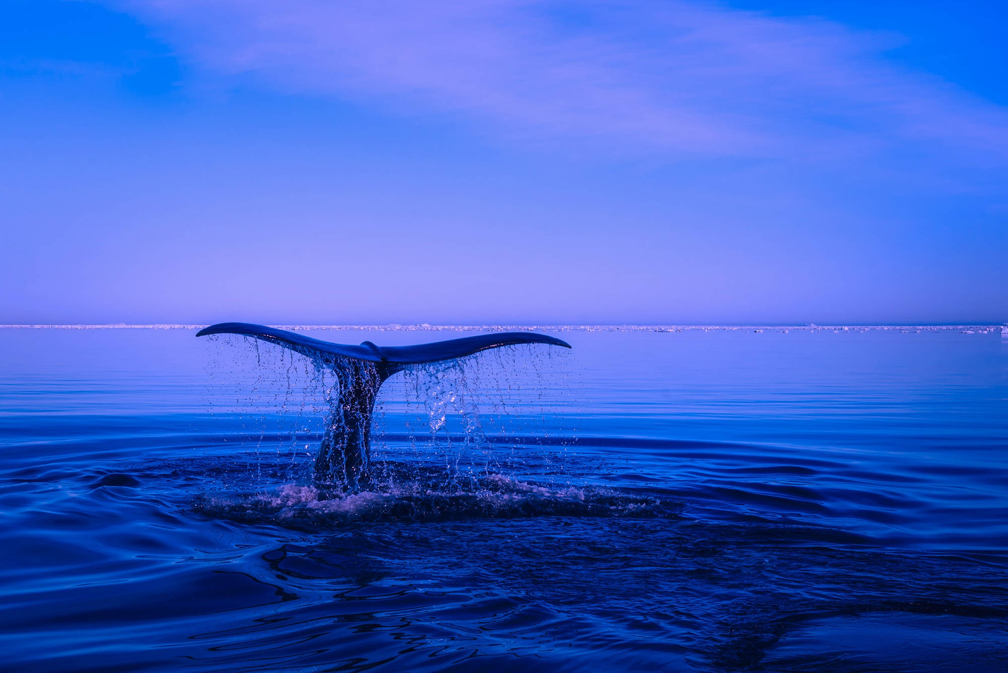 whale, tail, blue ocean, Full HD Desktop Wallpaper