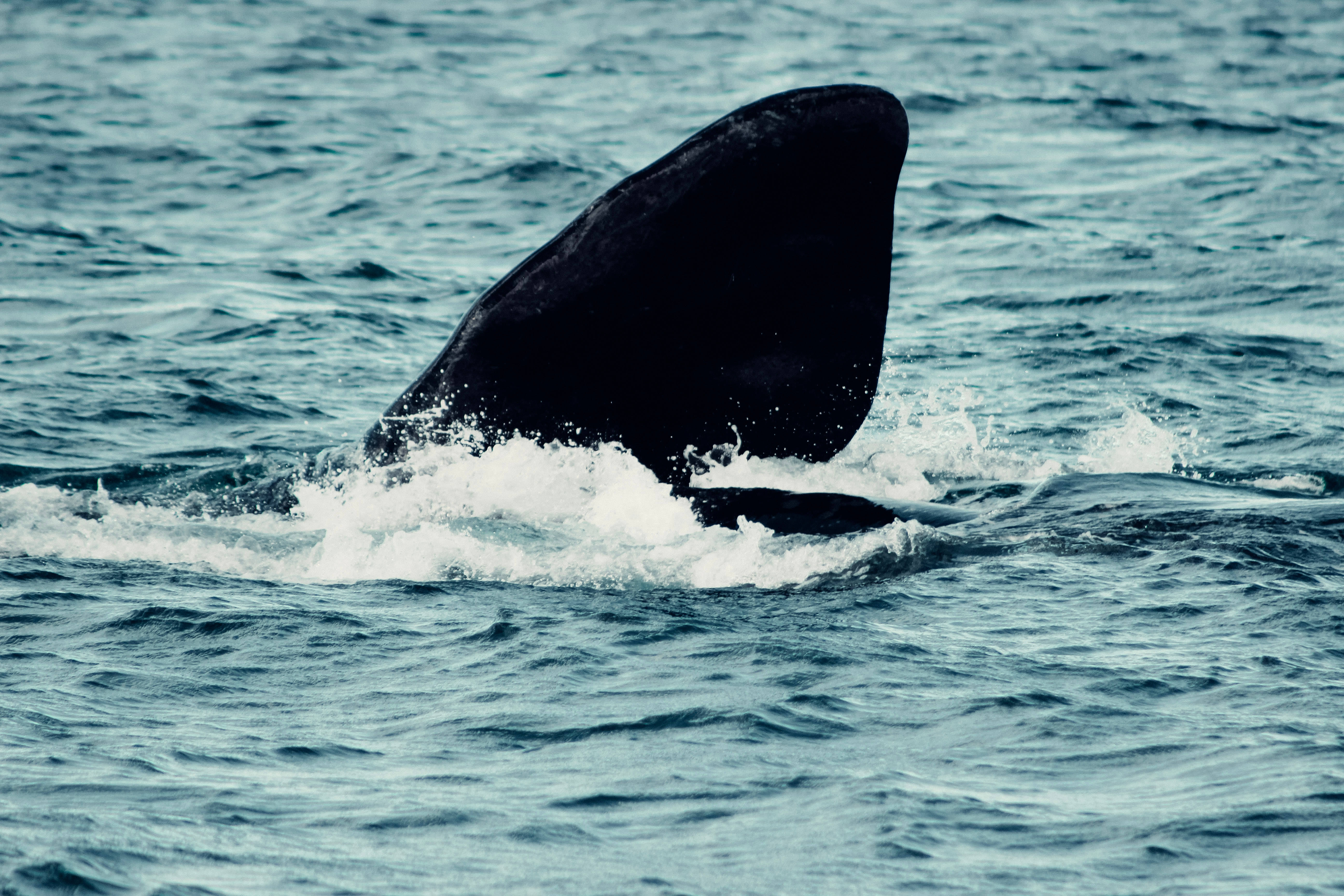 majestic whale, dark tail fin, turquoise ocean waves, 5K Desktop Wallpaper