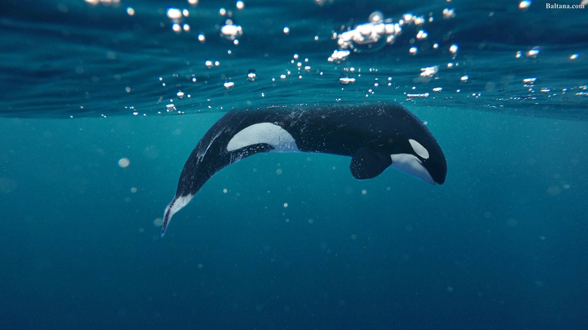 orca, deep blue ocean, sunlight sparkling, Full HD Desktop Wallpaper