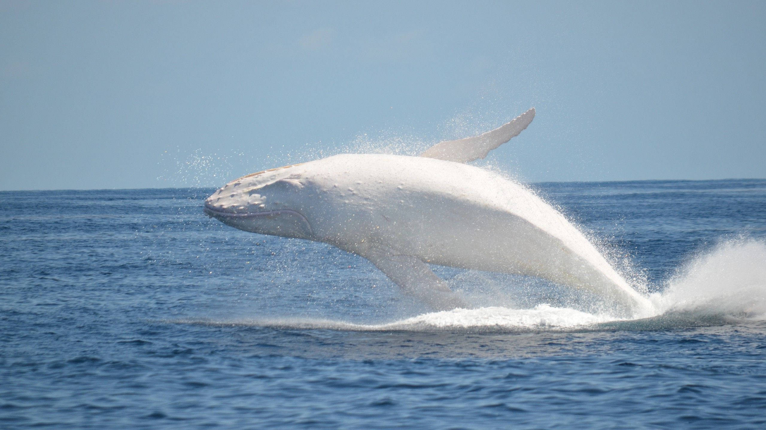 whale, white whale, deep blue ocean waters, 2K Desktop Wallpaper