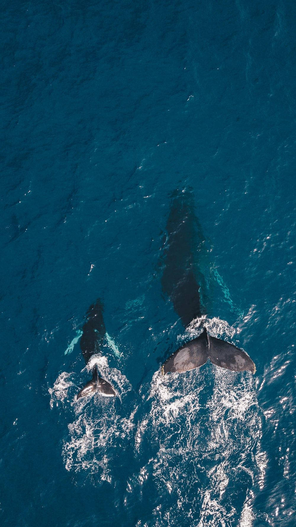 whale, open waters, deep blue ocean, HD Phone Wallpaper