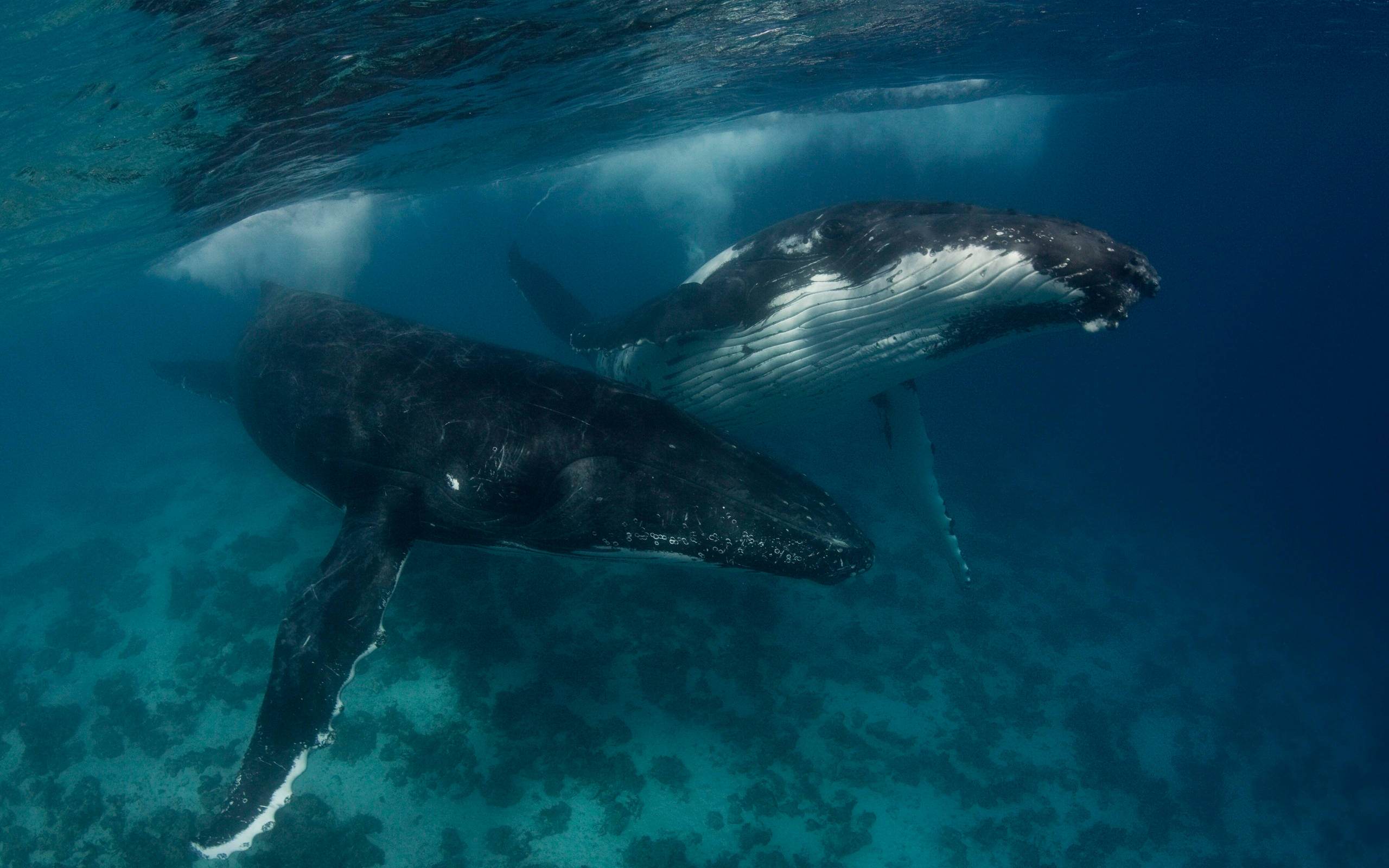 humpback whales, turquoise waters, coral-studded ocean floor, 2K Desktop Wallpaper