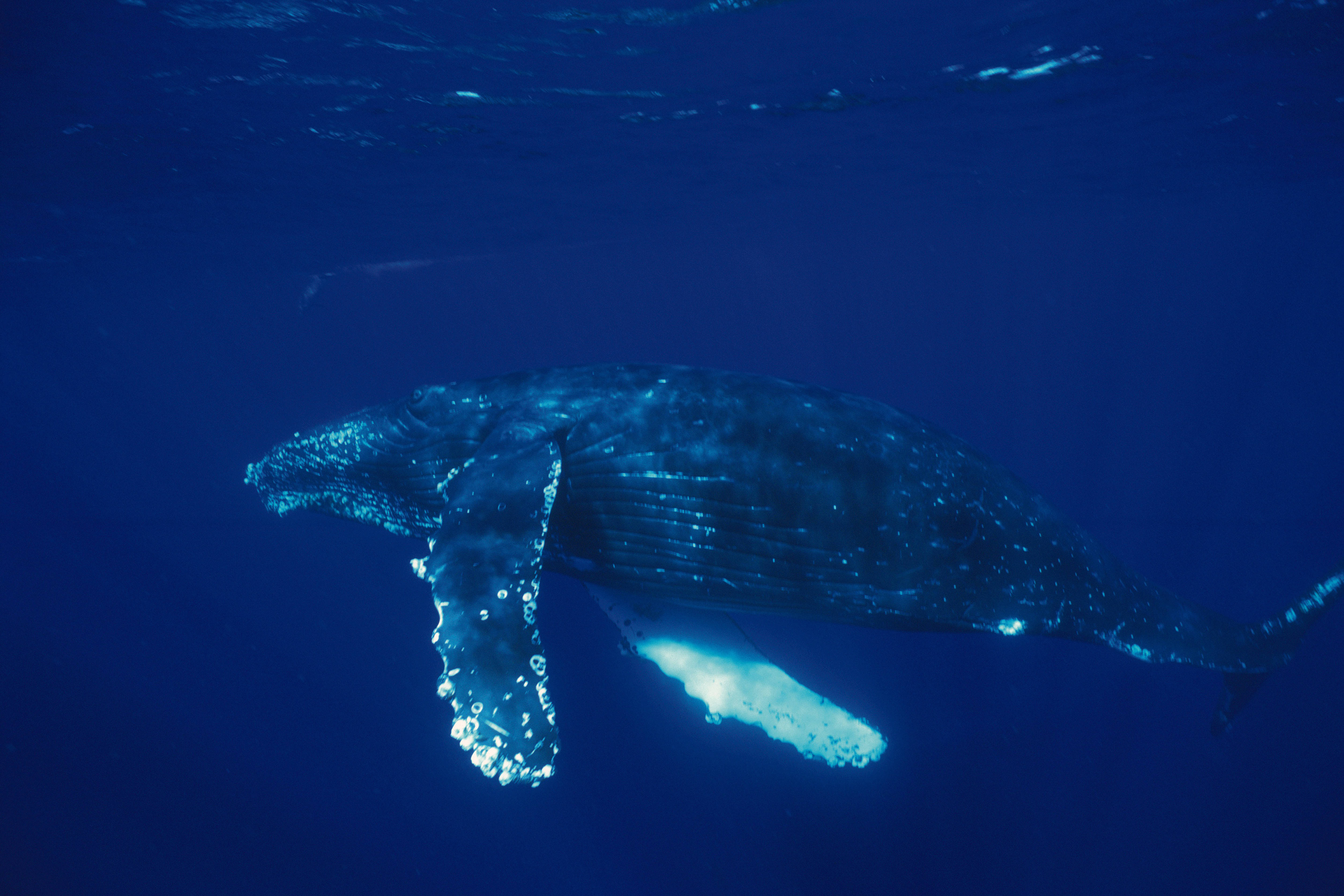 humpback whale, deep blue ocean waters, sunlight filtering from above, 4K Desktop Wallpaper