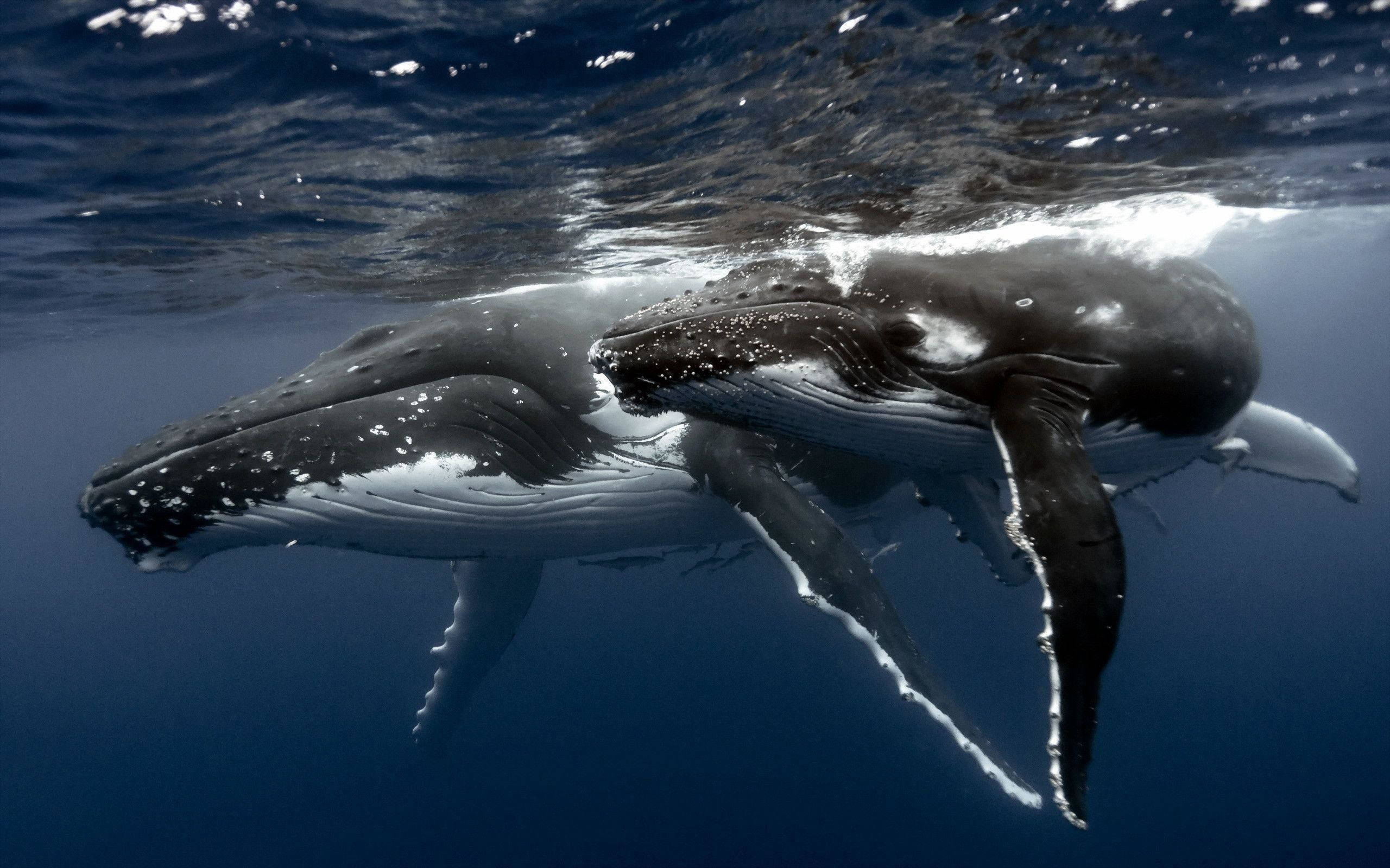 humpback whale, calf, deep blue ocean, 2K Desktop Wallpaper
