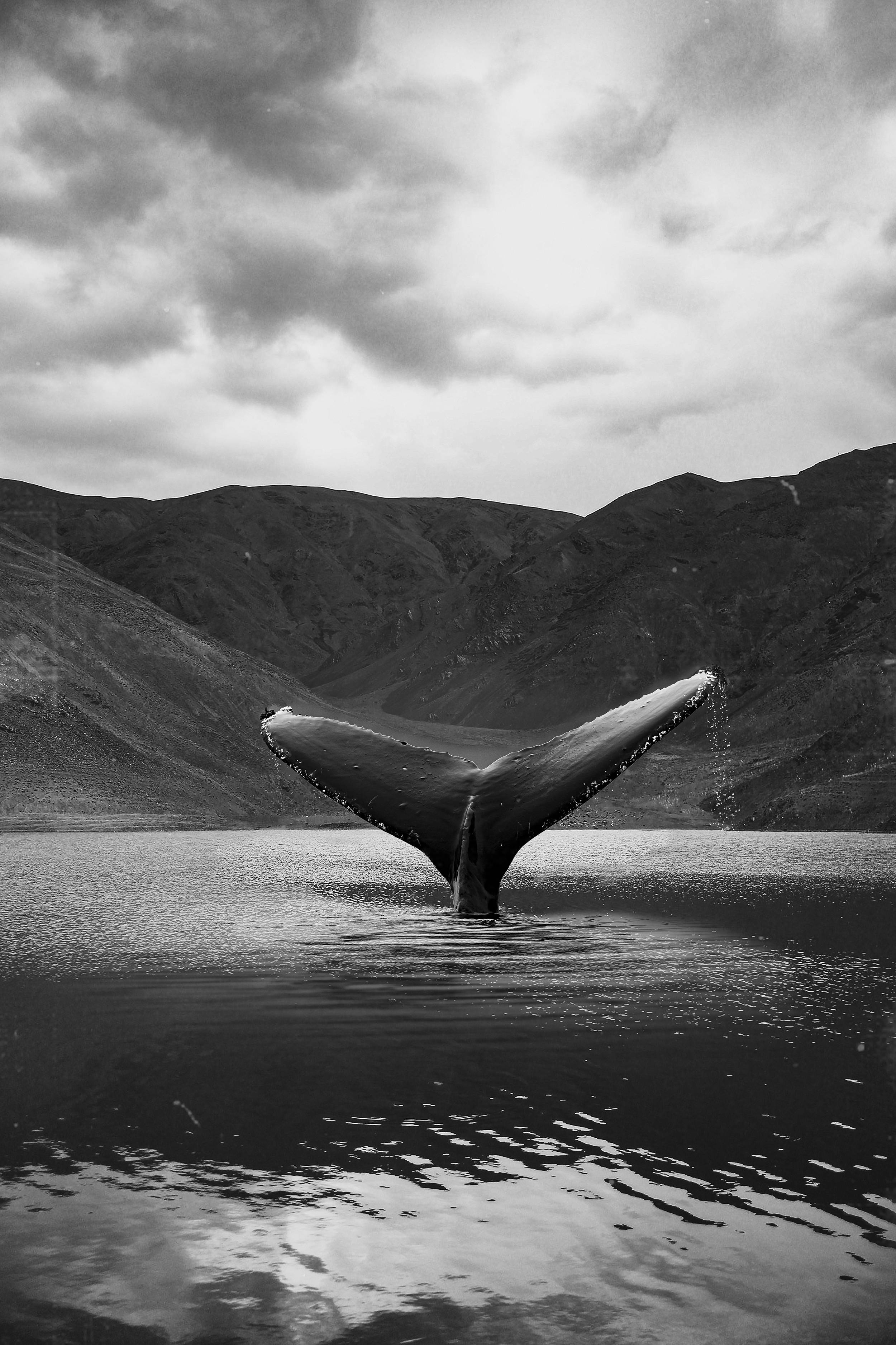 whale, deep blue ocean, calm waters, 2K Phone Wallpaper
