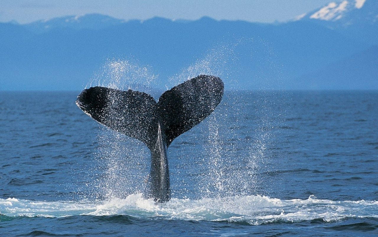 humpback whale, massive tail, dramatic splash, HD Desktop Wallpaper