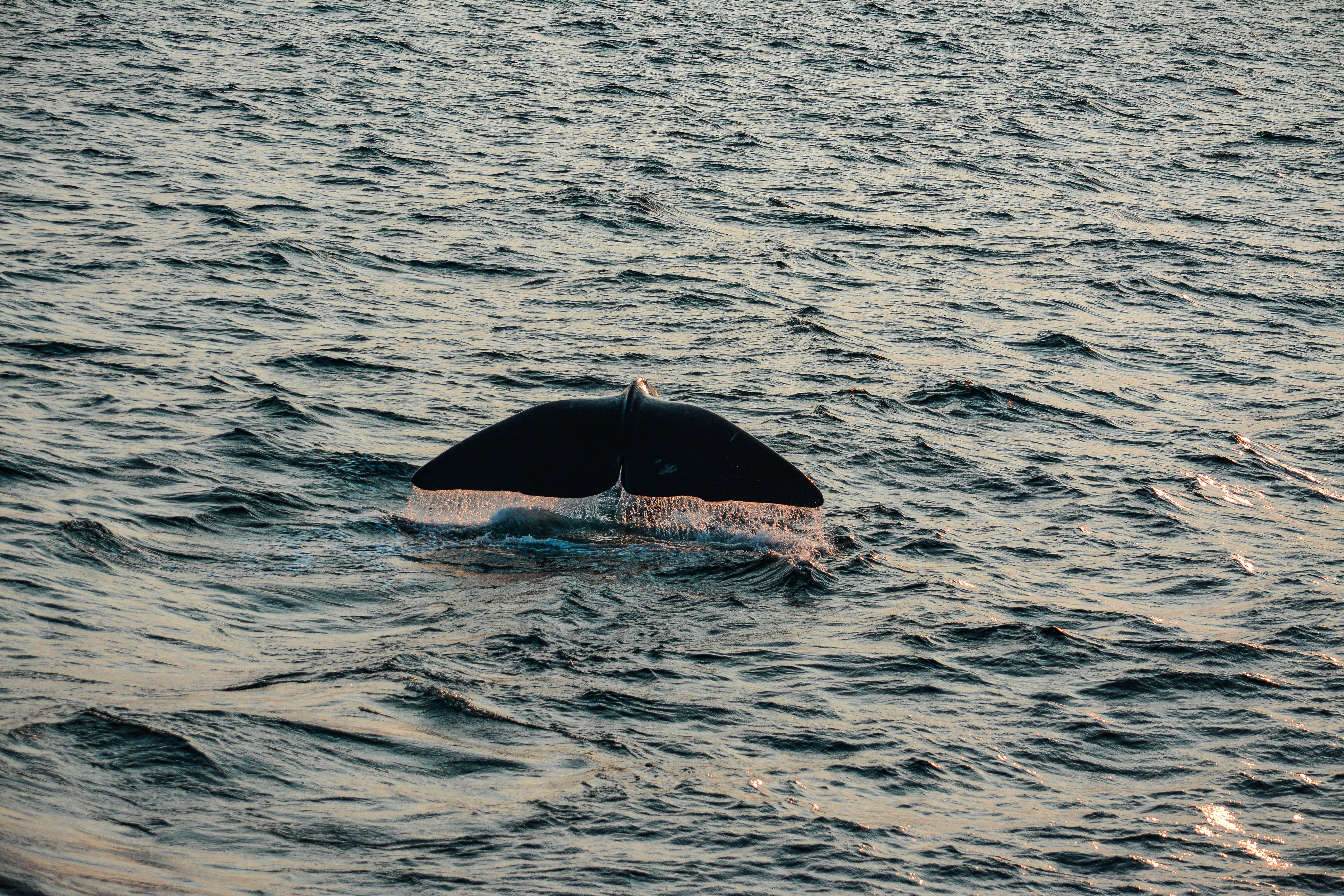 blue whale, massive tail fin, rippling ocean waters, 5K Desktop Wallpaper