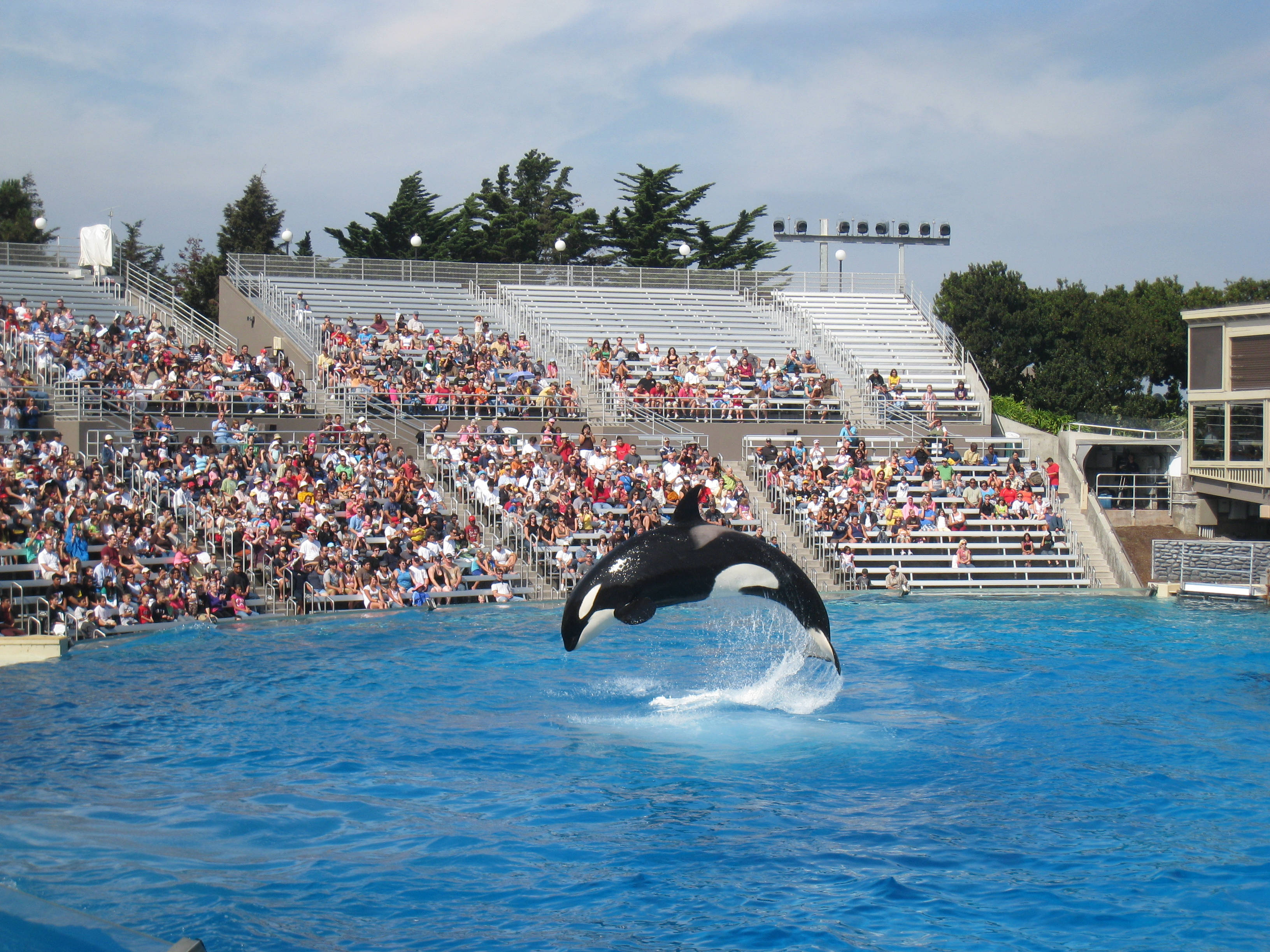 orca, deep blue sea, vibrant blue water, 2K Desktop Wallpaper