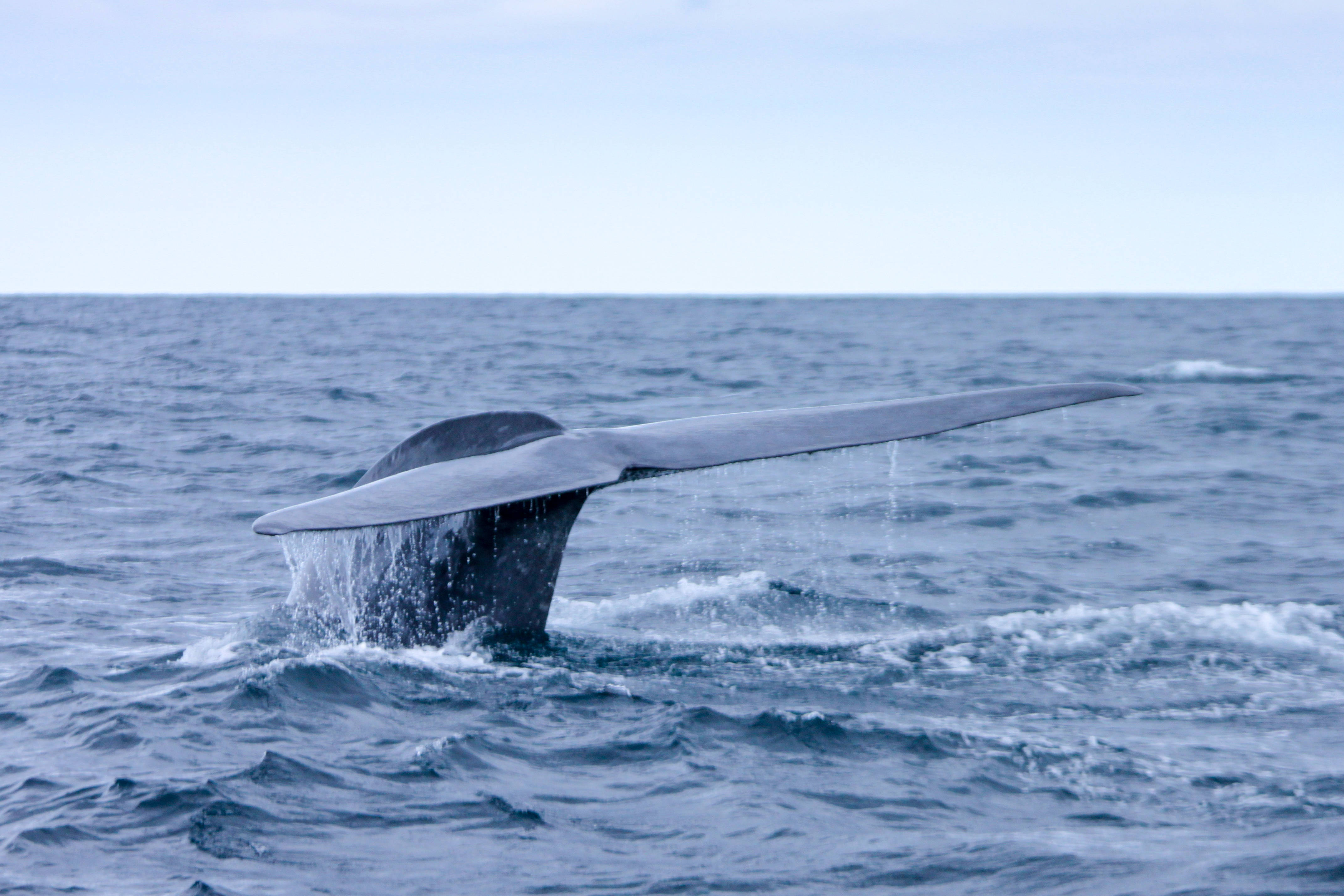 majestic whale, natural habitat, ocean, 4K Desktop Wallpaper