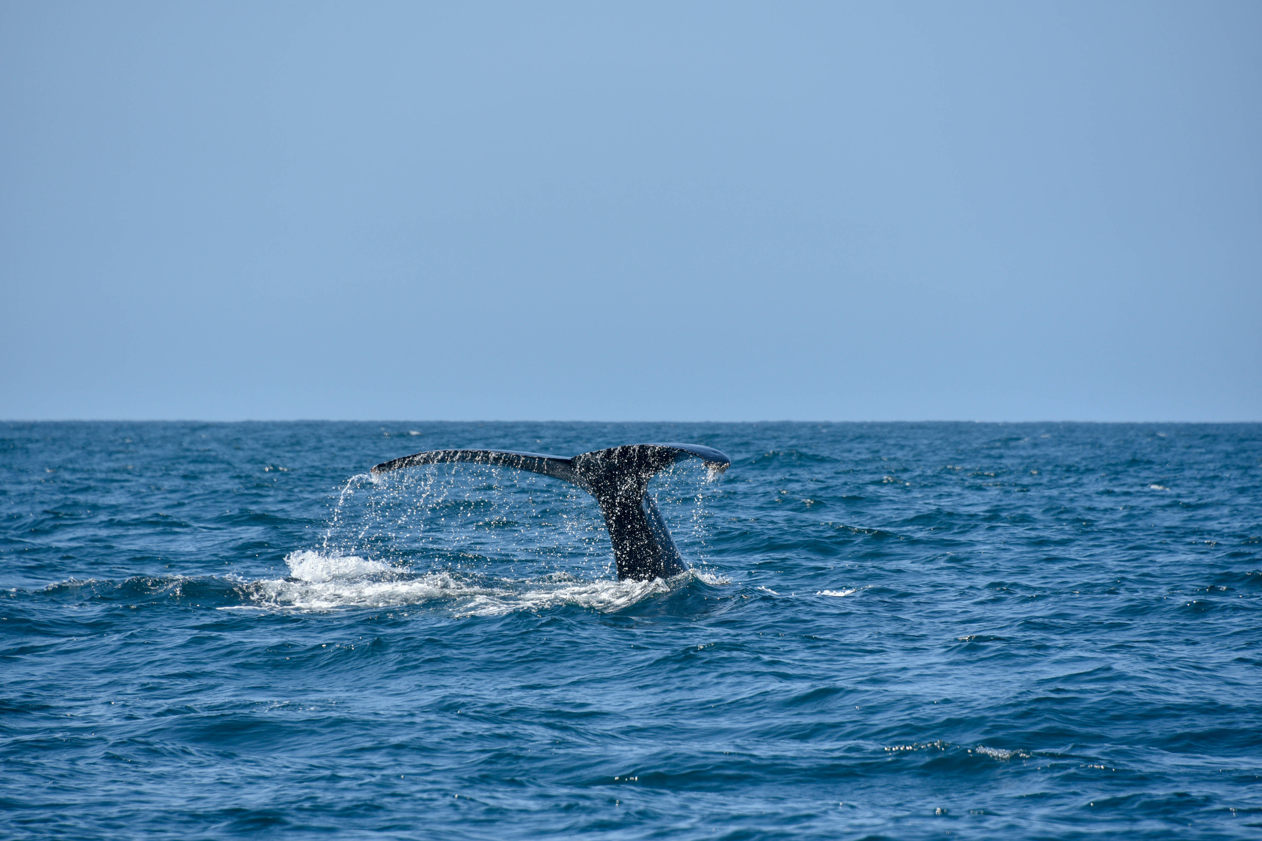 whale, deep blue ocean, clear sky, 4K Desktop Wallpaper