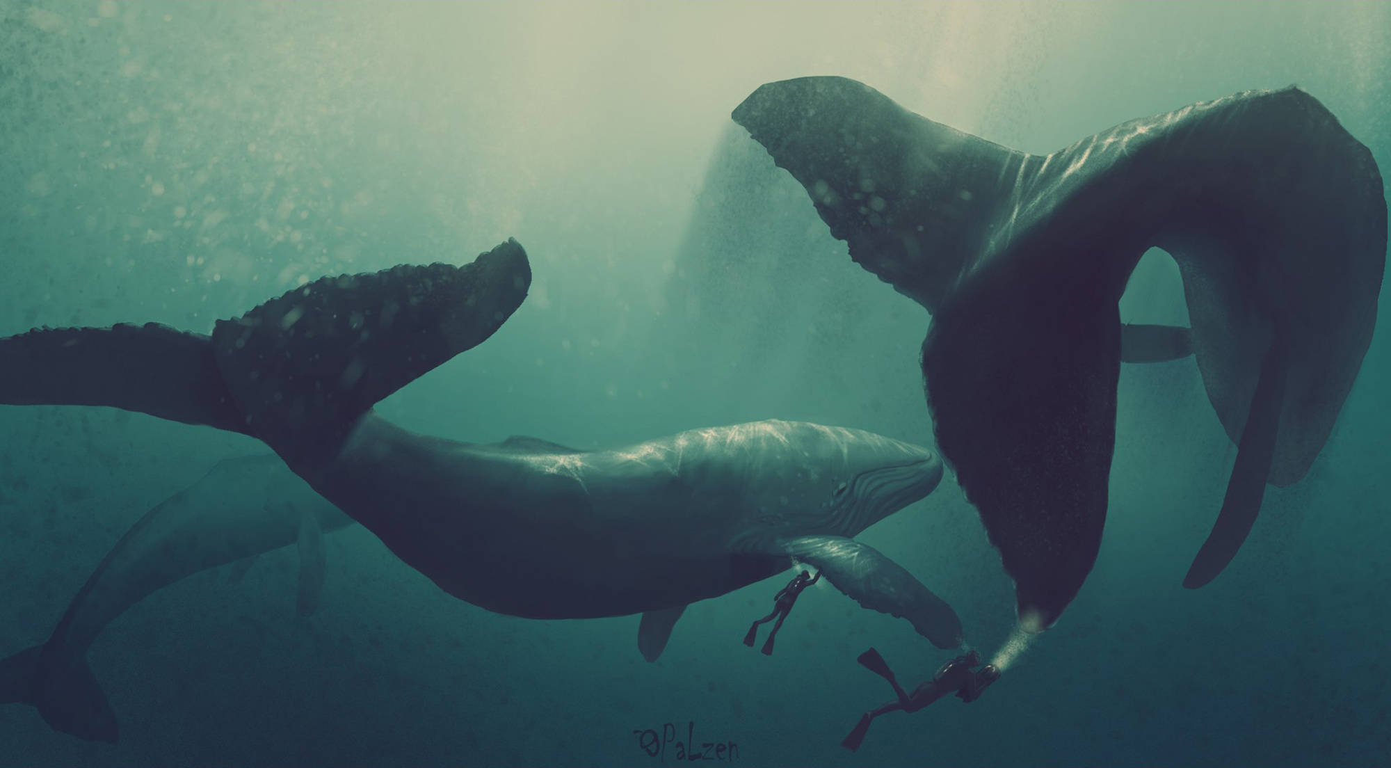 humpback whale, whale calf, diver, Full HD Desktop Wallpaper