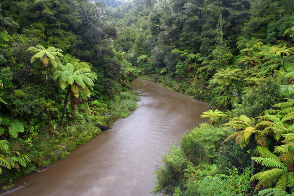 Whanganui River, ferns, lush green forest, SD Desktop Wallpaper