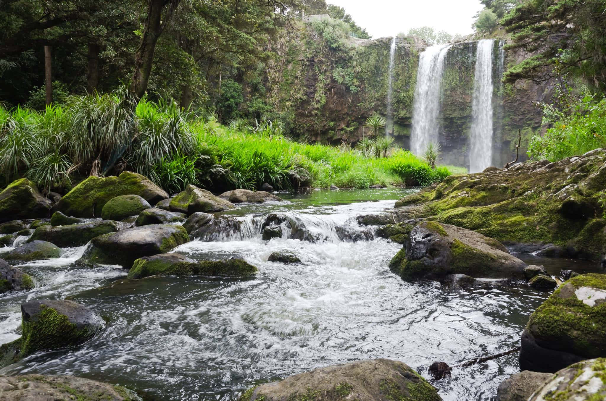 Whangarei, waterfall, lush green forest, Full HD Desktop Wallpaper