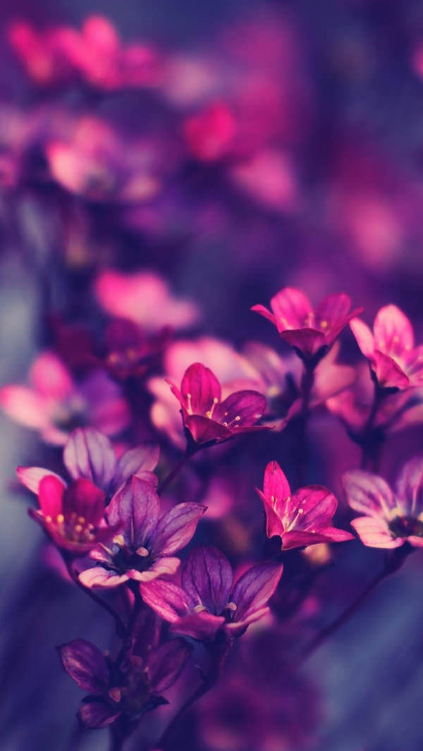 WhatsApp Chat, magenta flower, vibrant pink, SD Phone Wallpaper