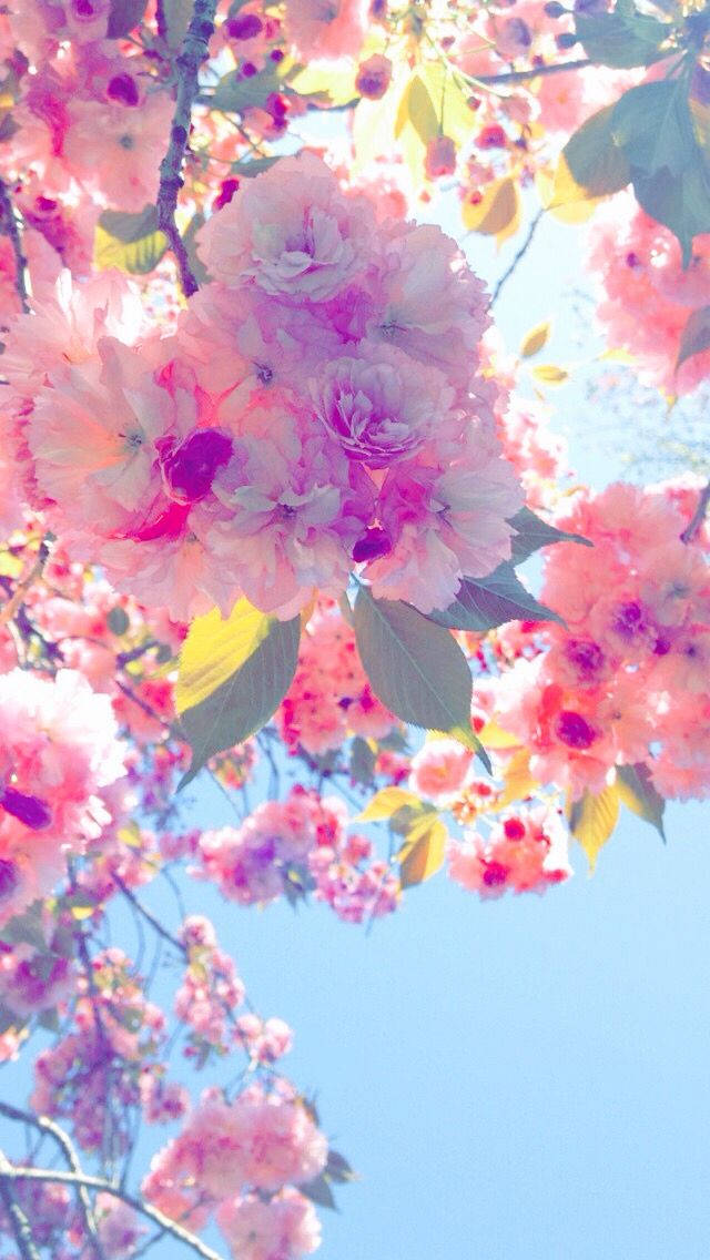 WhatsApp Chat, cherry blossom tree, pink cherry blossoms, SD Phone Wallpaper