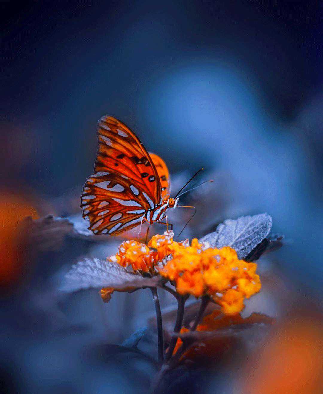 whatsapp dp, orange butterfly, HD Phone Wallpaper