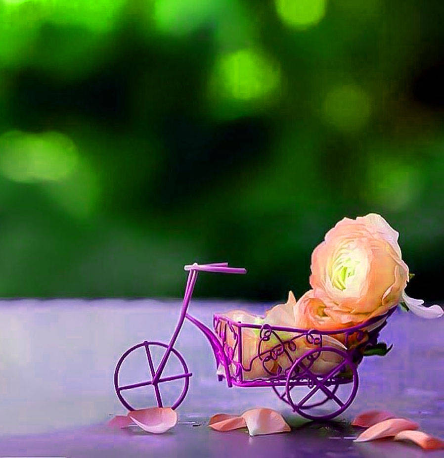 WhatsApp DP, rose bicycle cart, purple wire bicycle, SD Phone Wallpaper