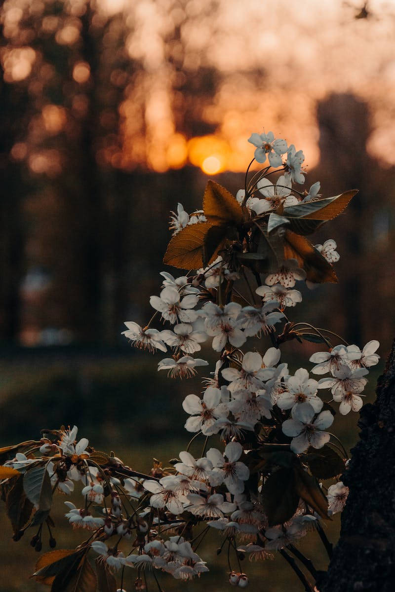 white cherry blossoms, golden sunset, soft bokeh, SD Phone Wallpaper