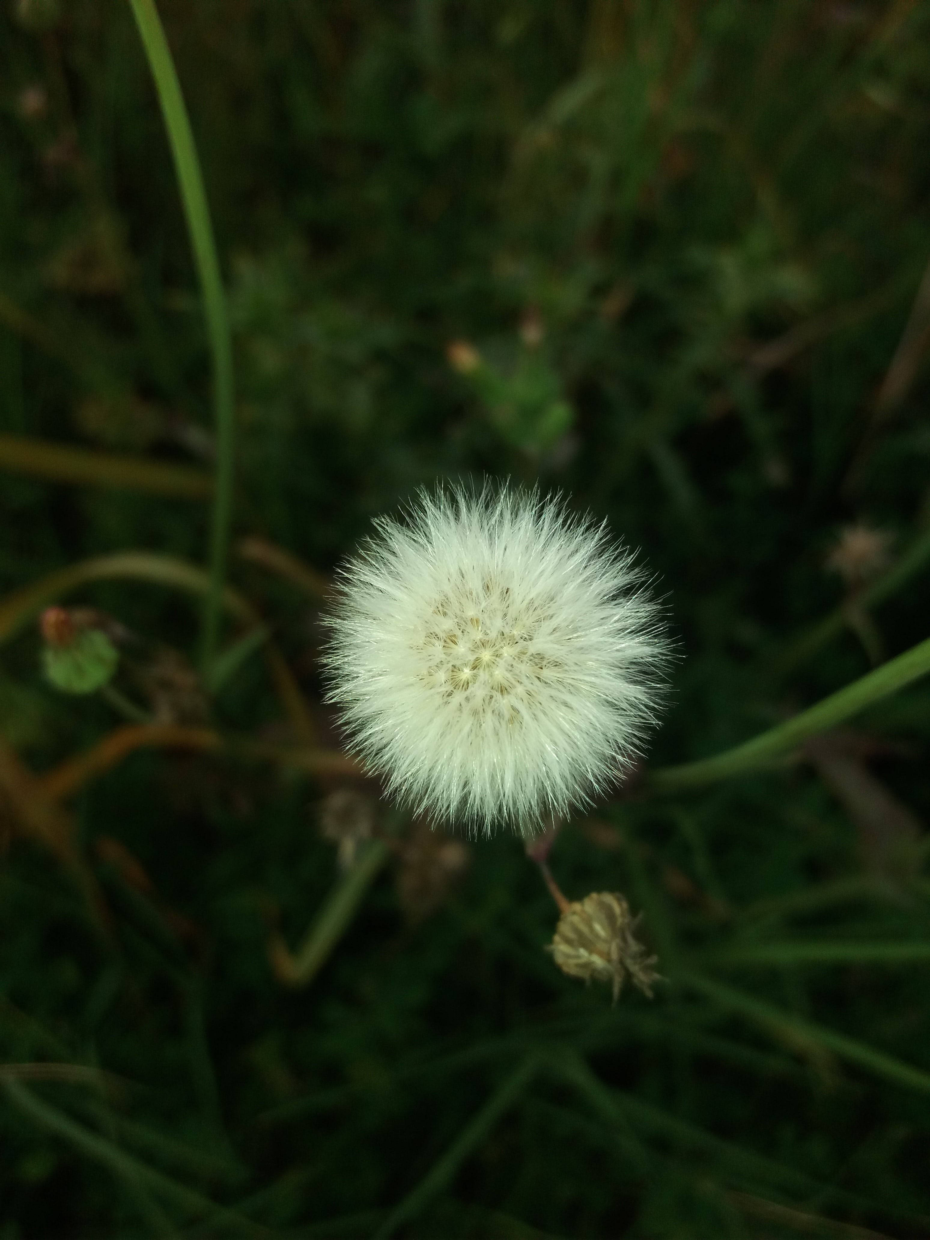 whatsapp dp dandelions, fluffy white dandelion seed head, soft blurred green grass background, 4K Phone Wallpaper