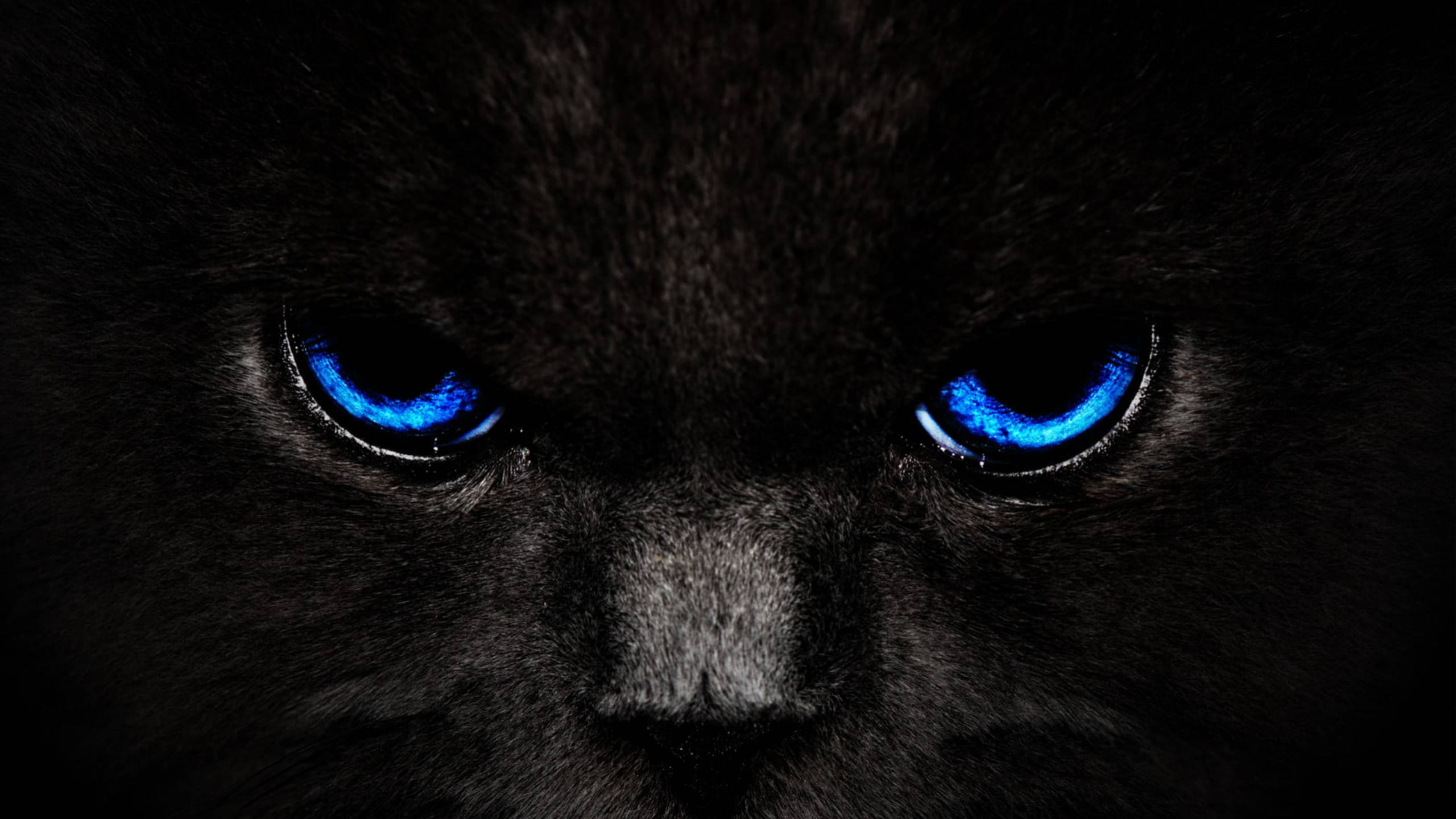 WhatsApp, black cat, glowing electric blue eyes, 2K Desktop Wallpaper