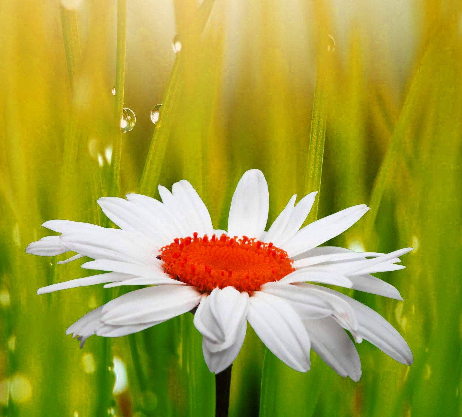 red white flower, white daisy, fiery orange center, HD Desktop Wallpaper
