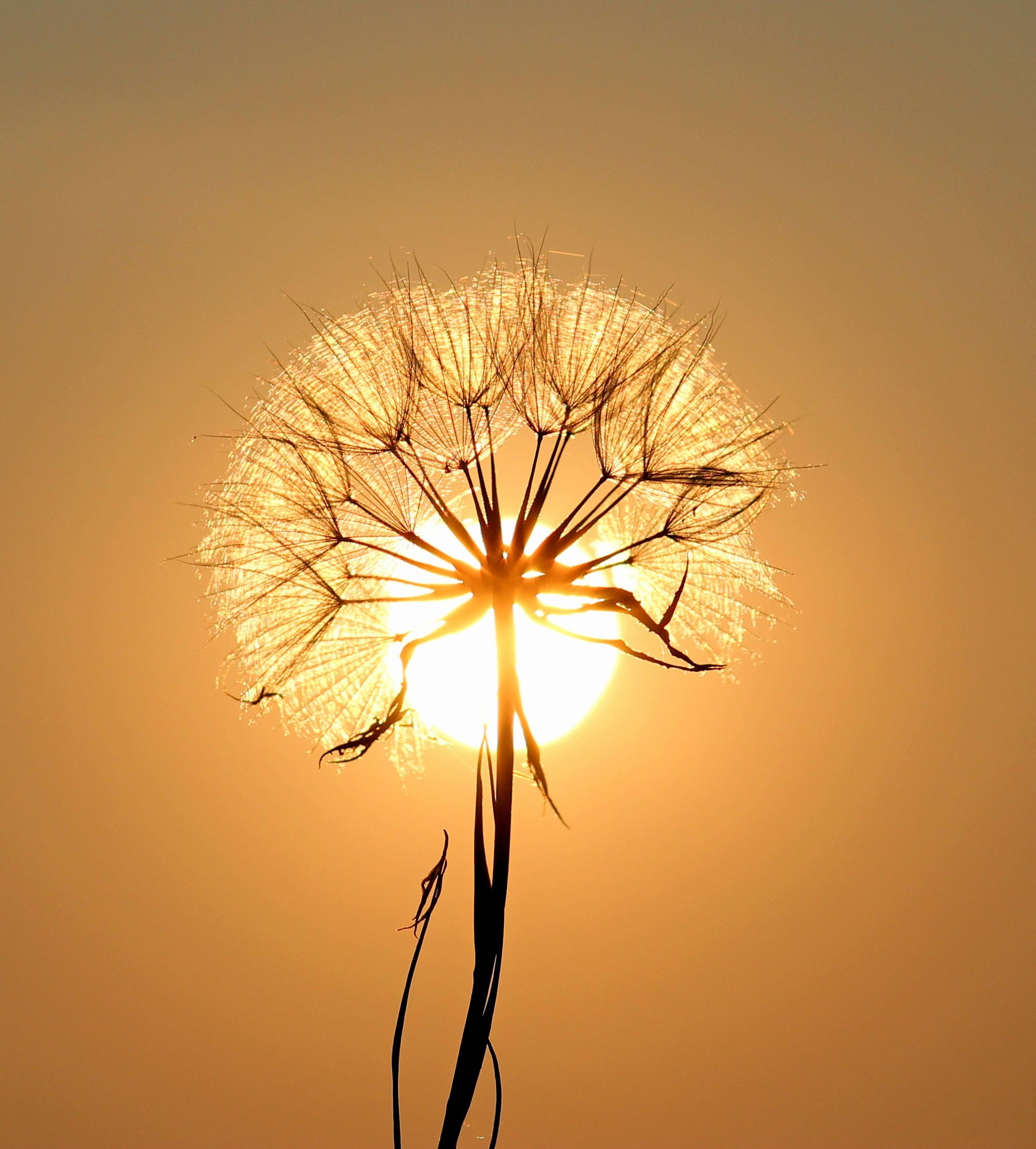 whatsapp, white dandelion flower, sunset, Full HD Phone Wallpaper