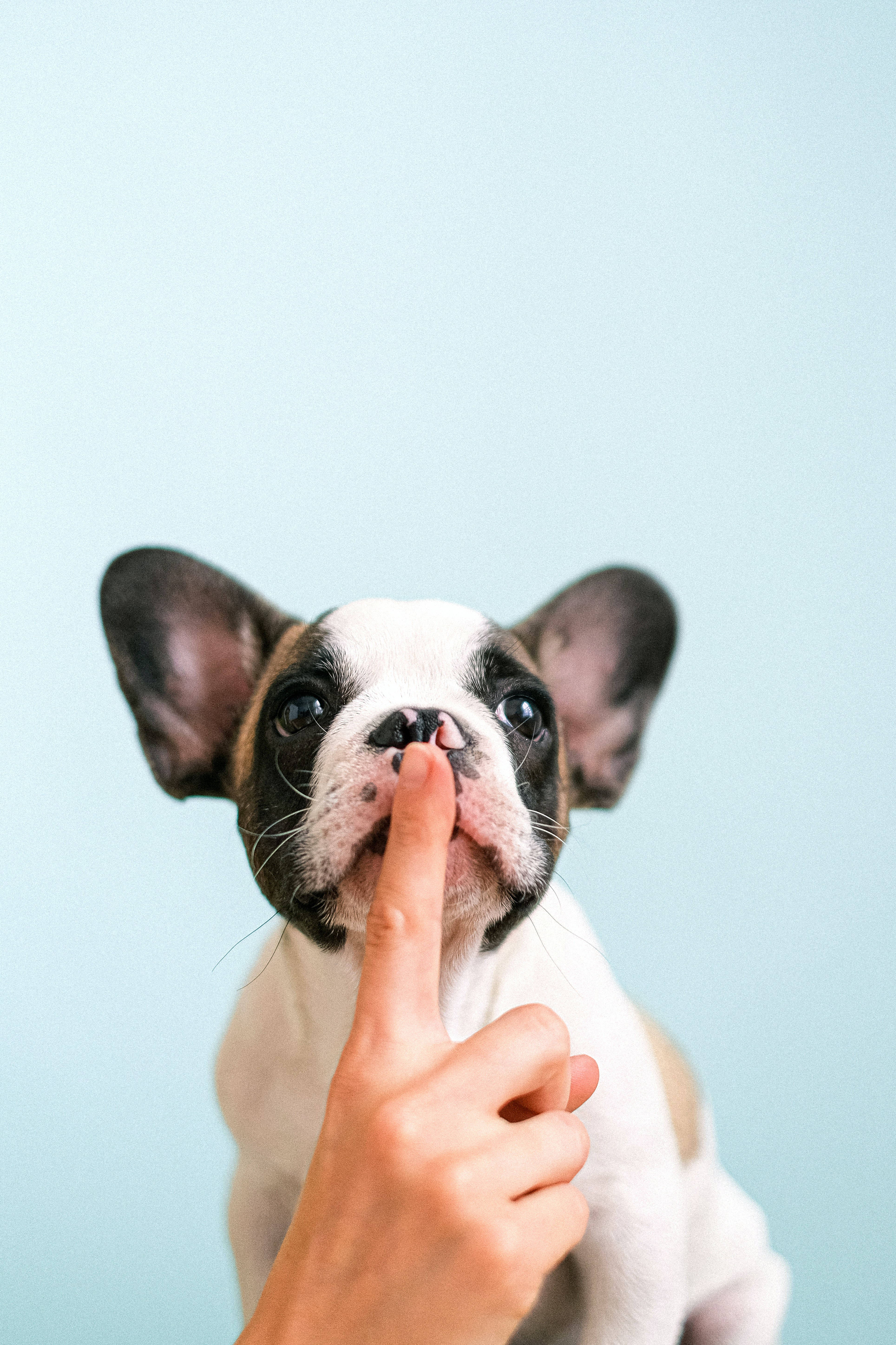 French bulldog, puppy, human finger, 5K Phone Wallpaper