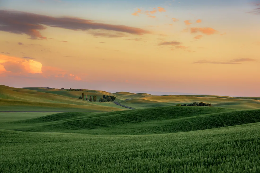 Wheat Field