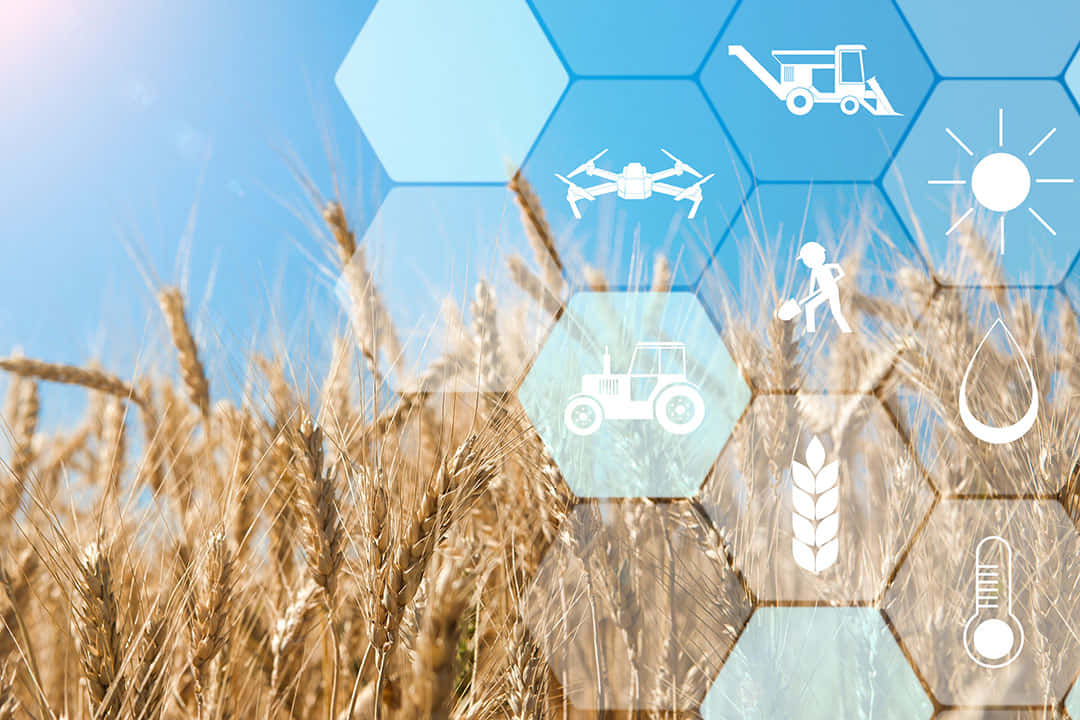 golden wheat stalks, bright blue sky, translucent hexagons, SD Desktop Wallpaper