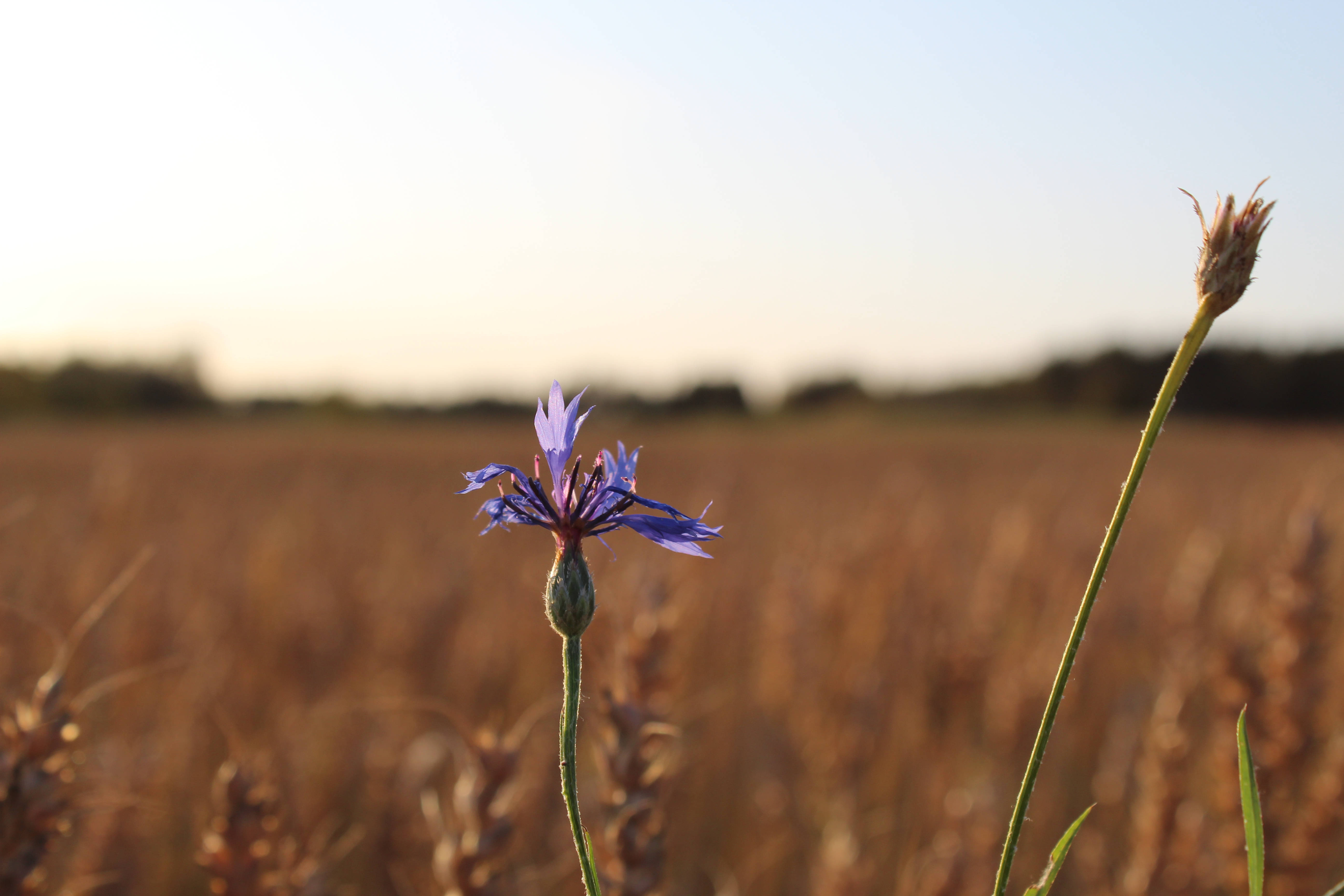 purple cornflower, golden wheat field, sunset, 5K Desktop Wallpaper