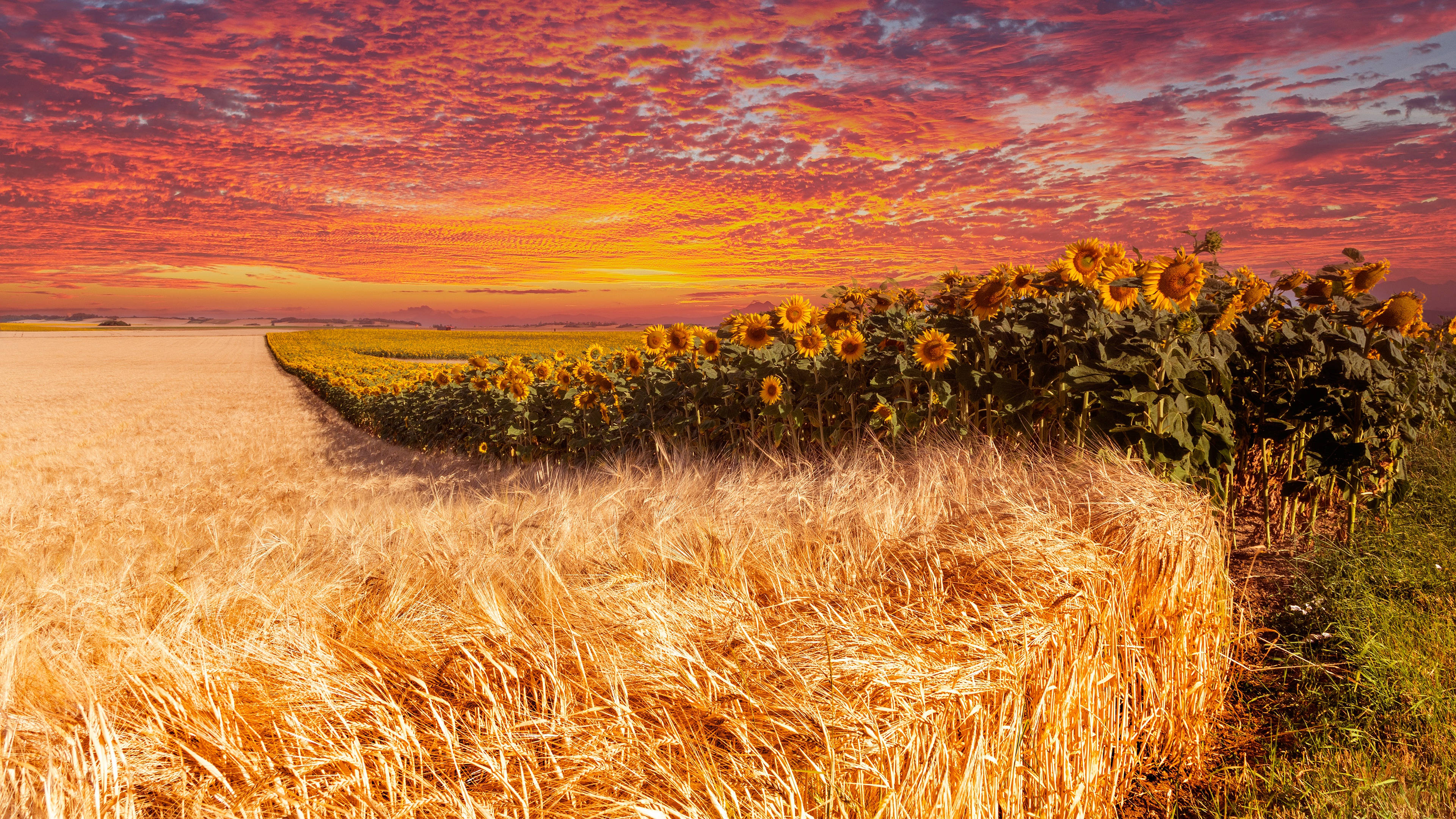 wheat field, sunflower field, vibrant sunset sky, 4K Desktop Wallpaper