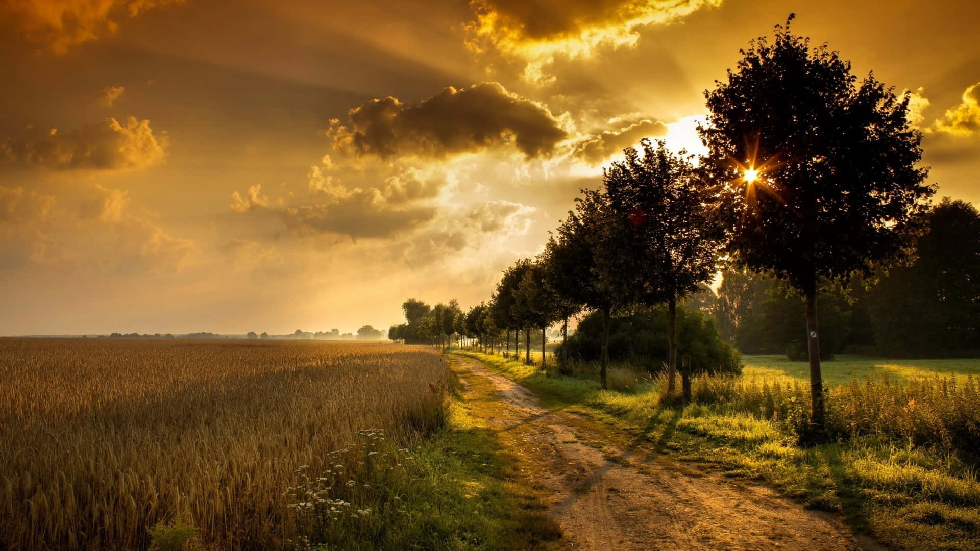 wheat field, countryside, sunset, Full HD Desktop Wallpaper