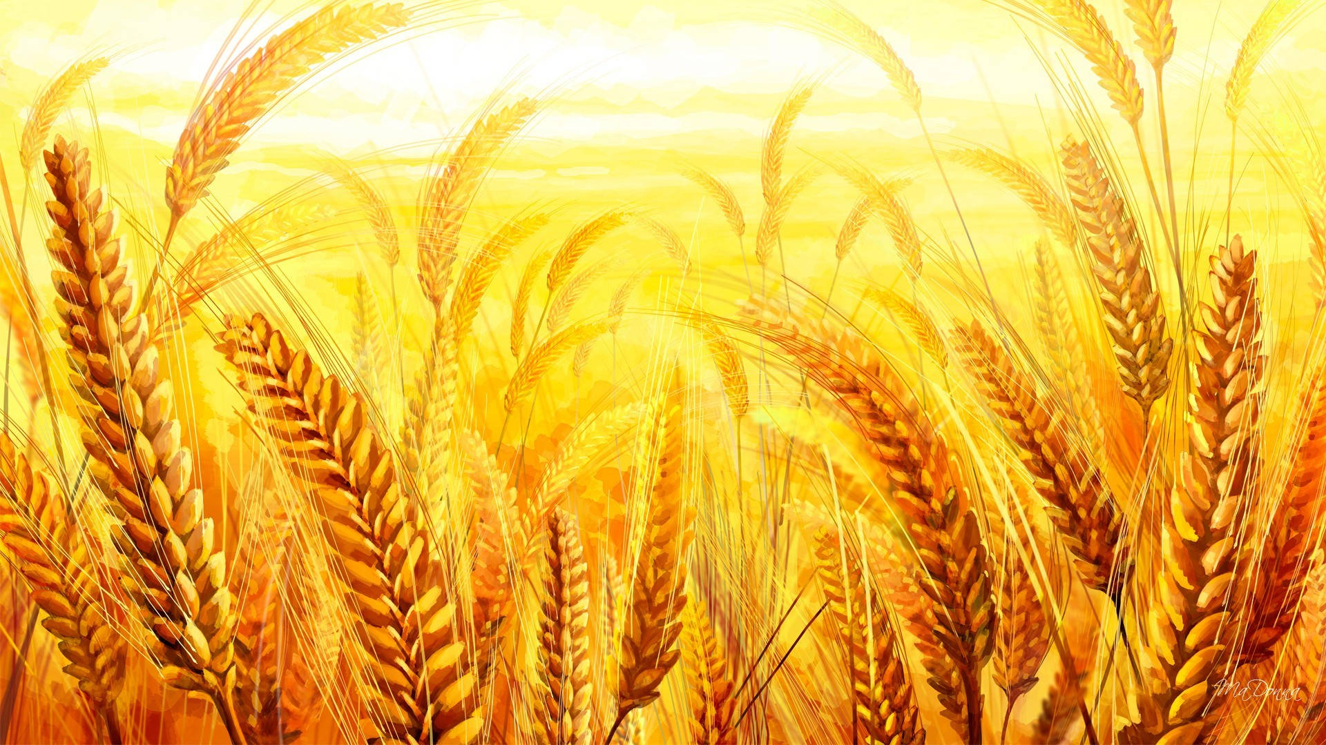 wheat field, golden wheat stalks, sunlit field, Full HD Desktop Wallpaper