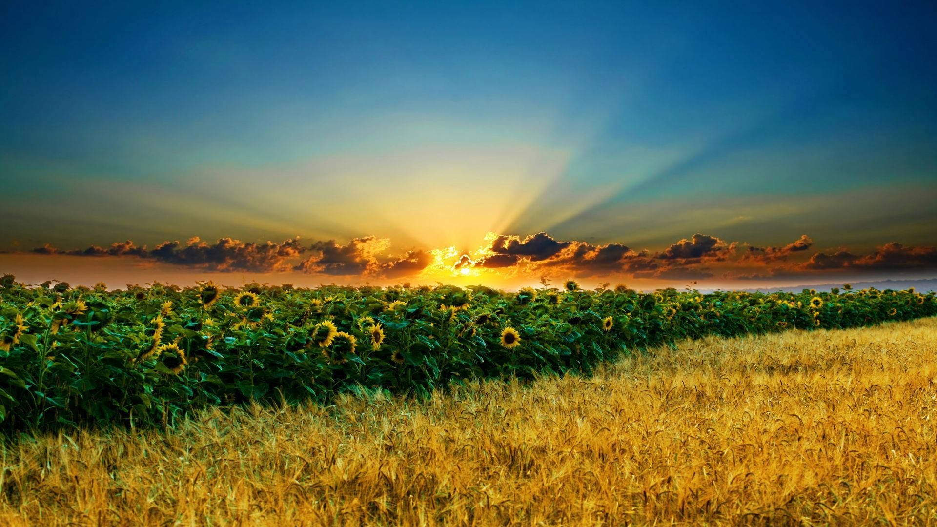 Sunset, sunflowers, golden wheat, Full HD Desktop Wallpaper