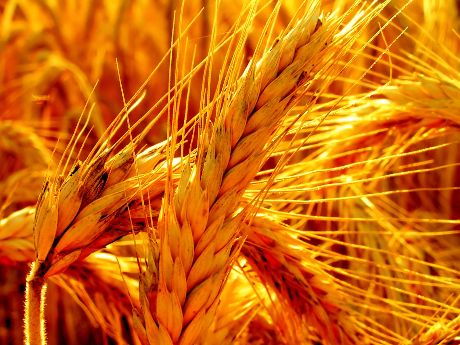 wheat field, golden wheat stalks, warm sunlight, HD Desktop Wallpaper