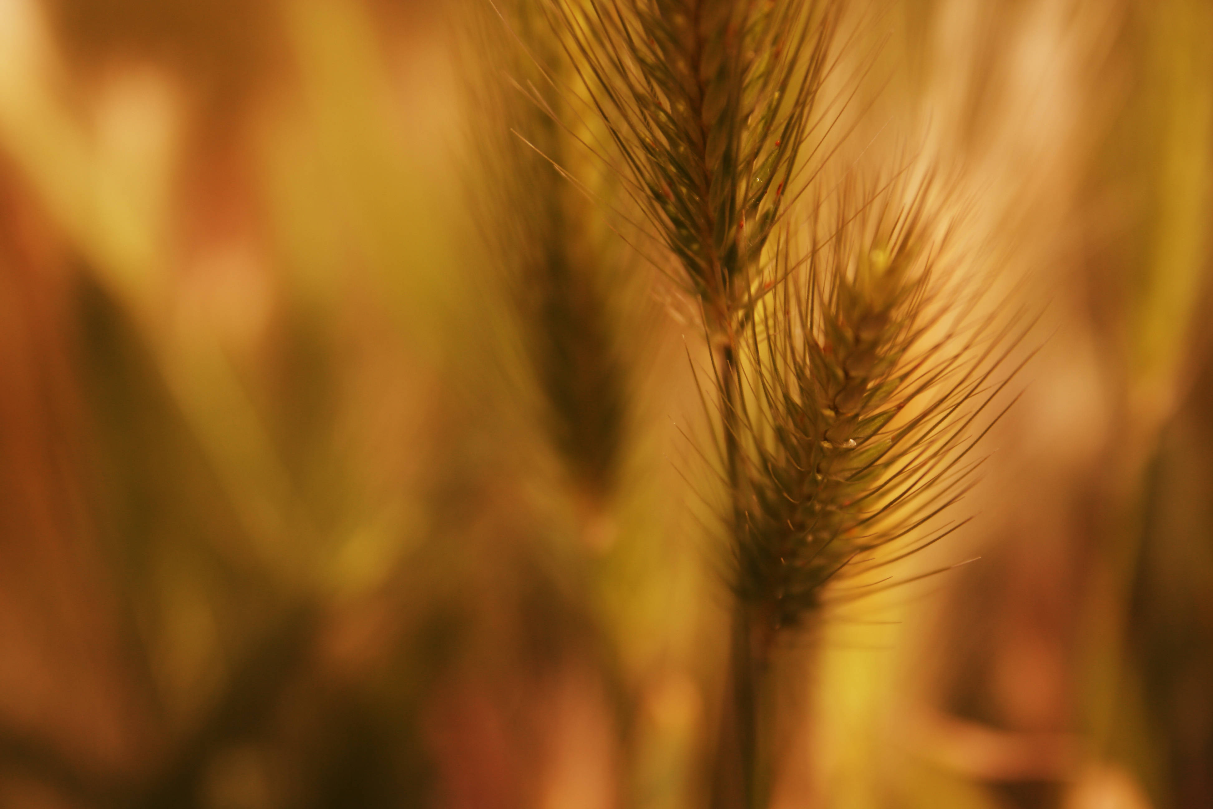 fuzzy wheat plant, golden wheat stalks, soft sunlight, 4K Desktop Wallpaper