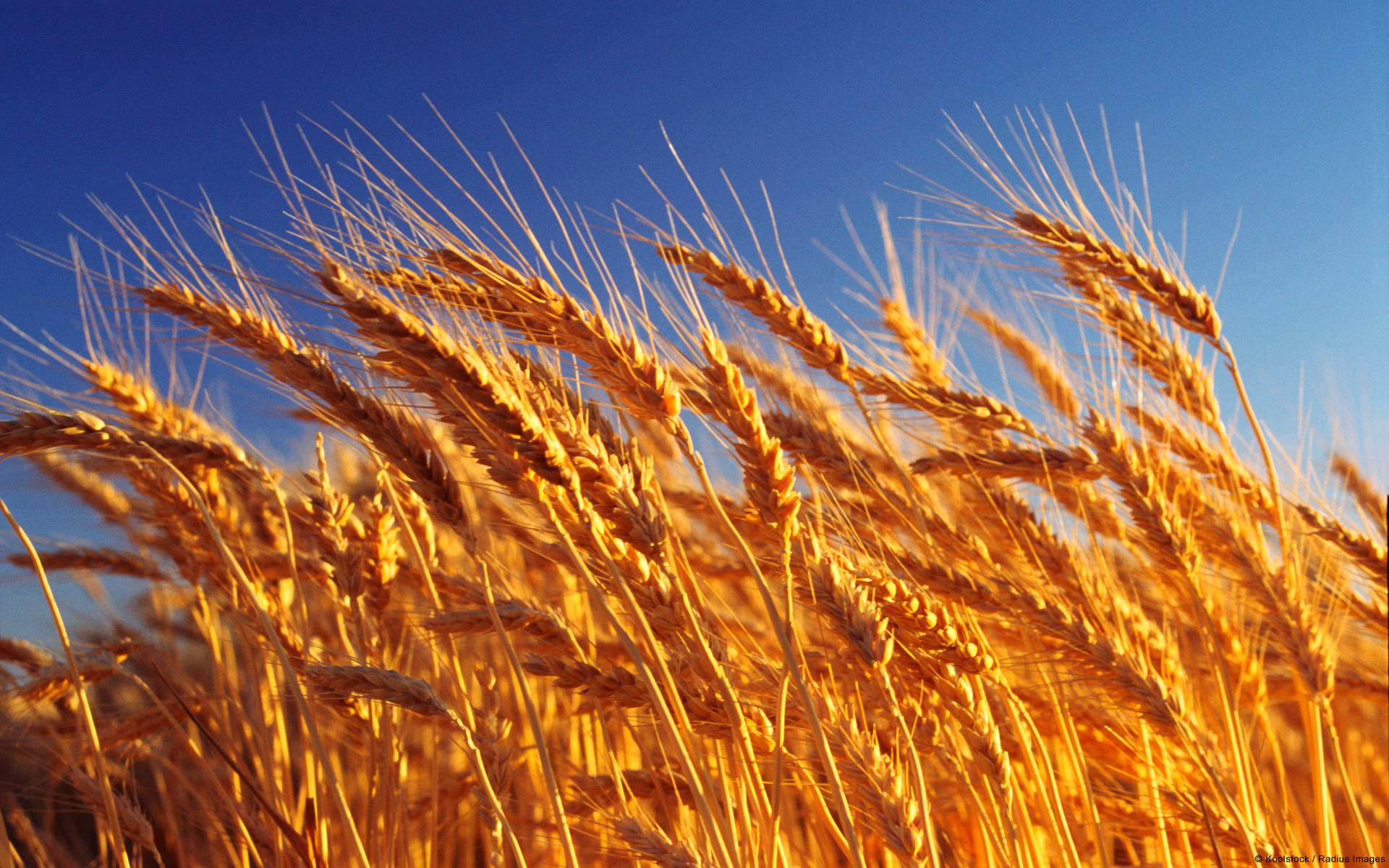 wheat field, golden wheat stalks, clear blue sky, Full HD Desktop Wallpaper
